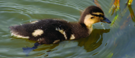 Duckling Mug