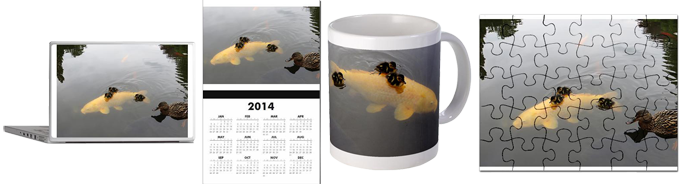 Cafepress Shop - ducklings hitching a ride on a koi carp